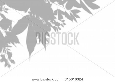The Shadow Of The Plant On The White Wall. Black And White Summer Background For Photo Overlay Or Mo