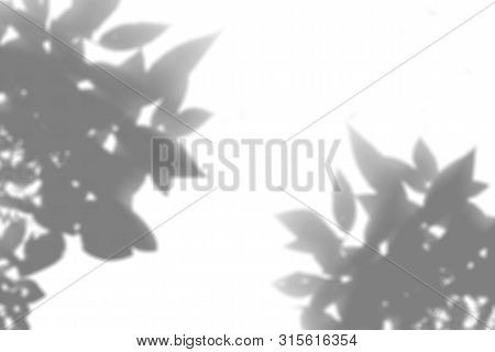 The Shadow Of The Plant On The White Wall. Black And White Summer Background For Photo Overlay Or Mo