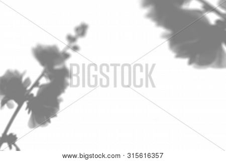 The Shadow Of The Plant On The White Wall. Black And White Summer Background For Photo Overlay Or Mo
