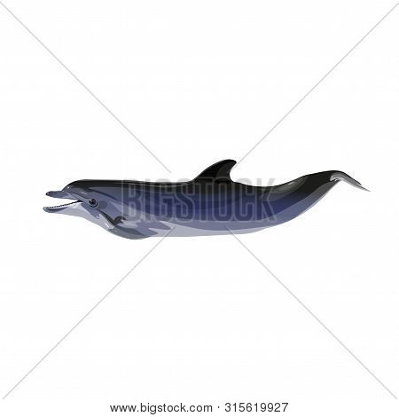 Short Beaked Common Dolphin. Vector Illustration Isolated On White Background