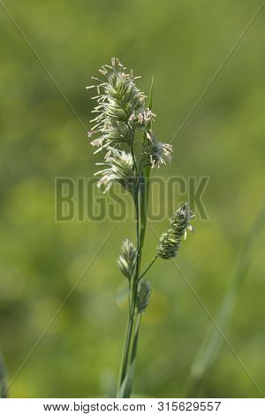 Beautiful Plumes of Reed Canary Grass - Phalaris arundinacea