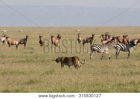 Lion stalks herds of zebras and wildebeast at the Maasai Mara National Park, Kenya.