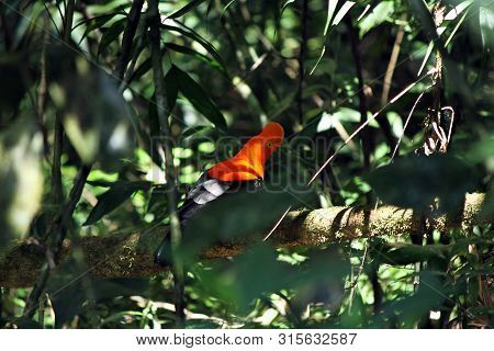National Bird Of Peru. Exotic Plumage Walk Cock-of-the-rock