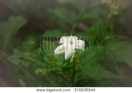 Close Up Single Bloom Thai White Jasmin Flower On Dark Green Tone Leafs Background, Have Copy Space,