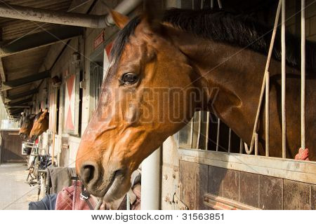 Three horses are looking out  from their stalls