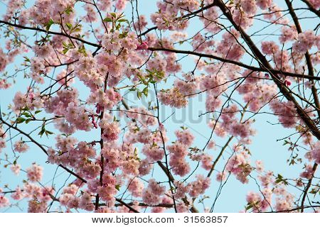 Blooming Tree In Spring With Pink Flowers