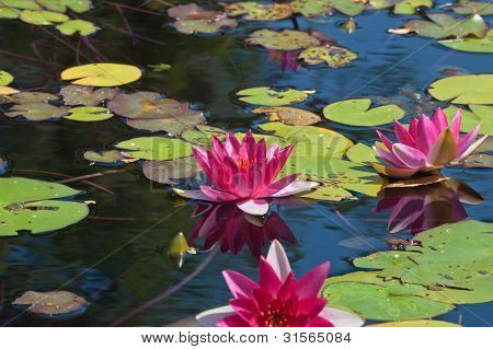 Nymphaea Nouchali