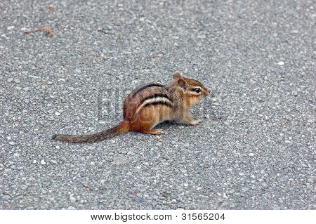 Ardilla rayada del este