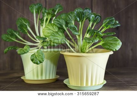 Natural Vegetarian Food, Raw Food Diet. Healthy Healthy Vitamin Nutrition. Growing Plants At Home On
