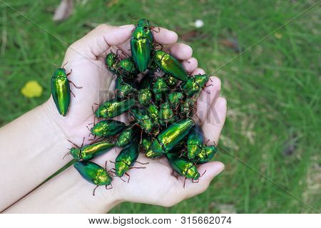 Beautiful Jewel Beetle In The Hands Of Women,(metallic Wood-boring Beetle, Buprestid) Insect, Concep