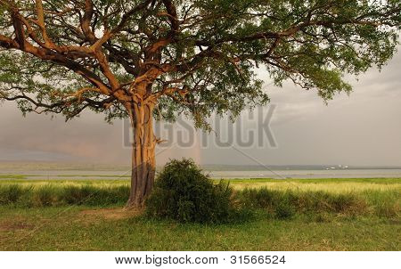 Idyllic Scenery Around Lake Albert In Uganda