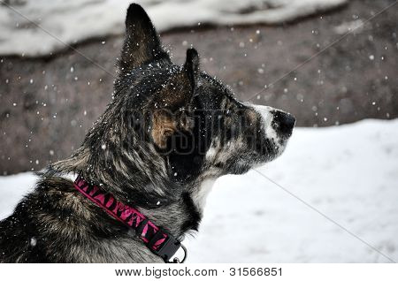 Husky Lab krzyż