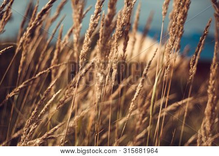 A Field Of Yellow Dry Grass Against A Blue Sky. Ripe Golden Wheat And Spikelets Close-up. Beautiful 