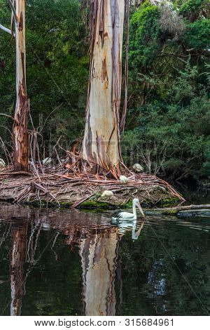 Australian park. Large waterfowl Australian pelicans with a pink beak swim in a shallow pond. Pelicans are looking for fresh fish. Ecotourism concept
