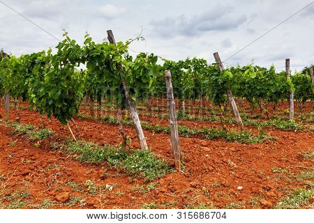 View Of Typical Istrian Vineyards In The Red Soil