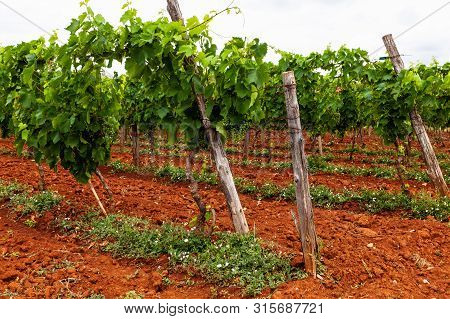 View Of Typical Istrian Vineyards In The Red Soil