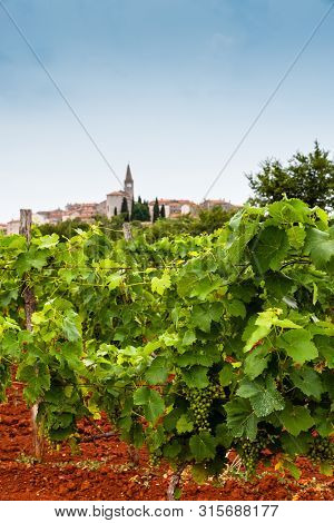 View Of Typical Istrian Vineyards In The Red Soil