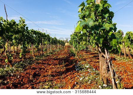 View Of Typical Istrian Vineyards In The Red Soil