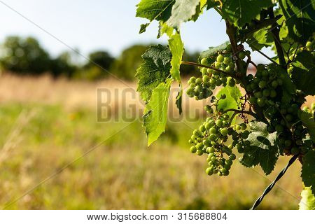 White Grapes Of Typical Istrian Vineyards In The Red Soil