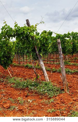View Of Typical Istrian Vineyards In The Red Soil