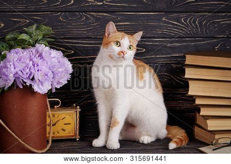 Fluffy Kitty Sitting On A Shelf For Books.