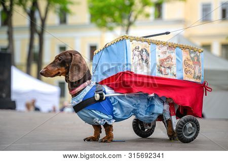 St. Petersburg, Russia - 25 May, 2019: Portrait Dog Of The Dachshund Is Disabled Breed In Costume As