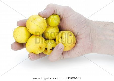 Frutti gialli di una mela cotogna In mano