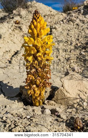 Yellow Flower In The Badlands Of Abanilla Near Murcia In Spain