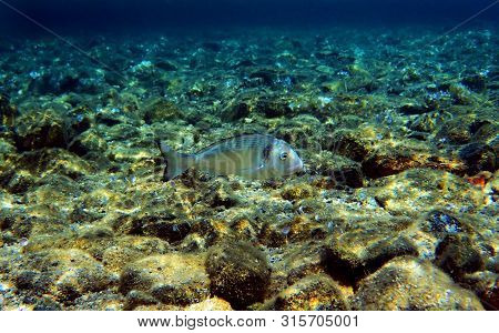 Gilt Head Bream Fish, Mediterranean Underwater Shoot