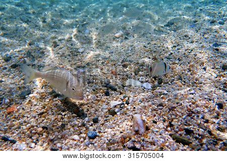 Gilt Head Bream Fish, Mediterranean Underwater Shoot