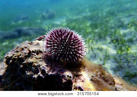 Underwater Mediterranean Purple Sea Urchin - Sphaerechinus Granularis