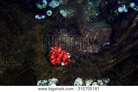 Red Hermit Anemone Caring Crab (dardanus Arrosor)