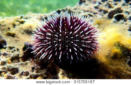 Underwater Mediterranean Purple Sea Urchin - Sphaerechinus Granularis