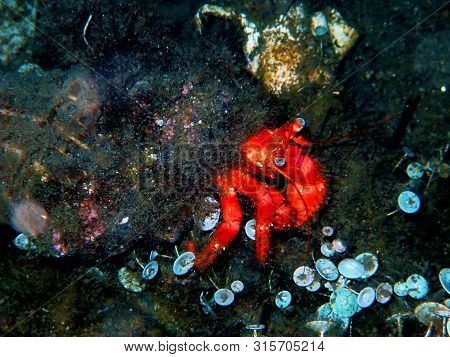 Red Hermit Anemone Caring Crab (dardanus Arrosor)