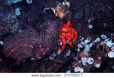 Red Hermit Anemone Caring Crab (dardanus Arrosor)