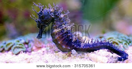 Profile Of Mediterranean Seahorse In Saltwater Aquarium Tank - Hippocampus Guttulatus