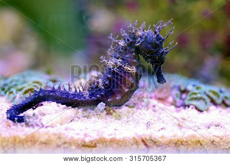 Profile Of Mediterranean Seahorse In Saltwater Aquarium Tank - Hippocampus Guttulatus