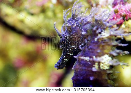 Profile Of Mediterranean Seahorse In Saltwater Aquarium Tank - Hippocampus Guttulatus