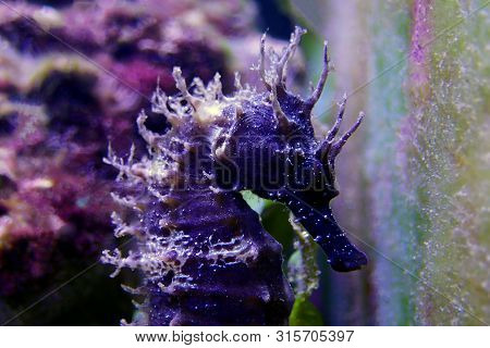Profile Of Mediterranean Seahorse In Saltwater Aquarium Tank - Hippocampus Guttulatus