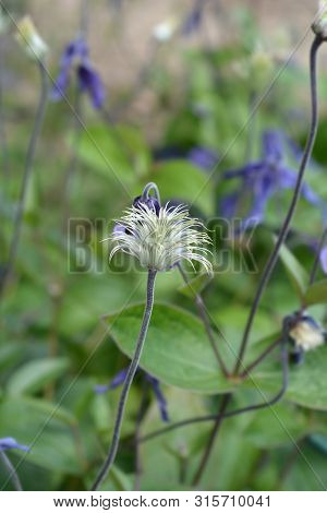 Clematis Hendersonii Seed Head - Latin Name - Clematis Integrifolia Hendersonii