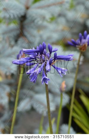 Northern Star African Lily Flower - Latin Name - Agapanthus Northern Star