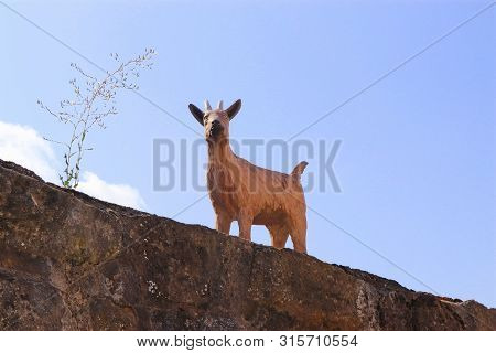 Cute Figurine Of A Billygoat Standing On An Old Stone Wall