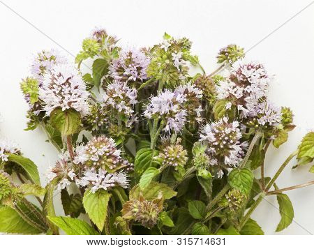 Wild River Mint