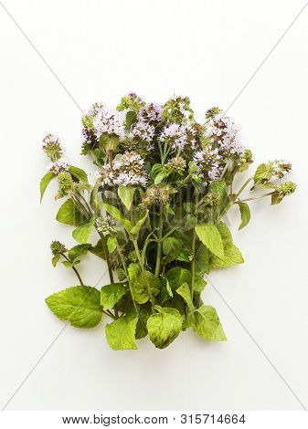 Wild River Mint On White Wooden Background. Shallow Dof.