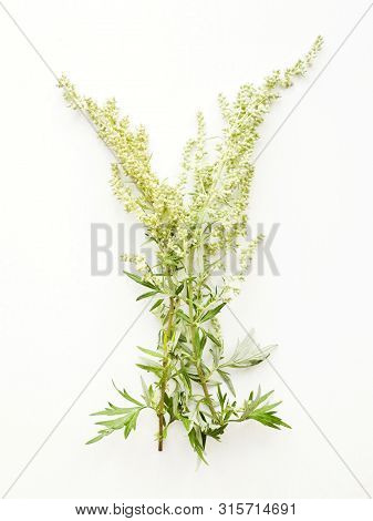 Sagebrush On White