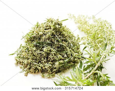 Sagebrush On White