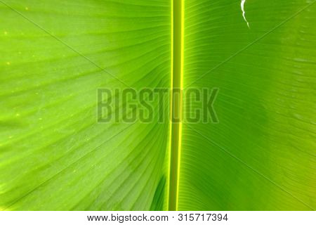 In Selective Focus Vein Pattern Of A Tropical Banana Palm Leaf With Warm Light For Background Textur