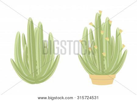 Two Isolated Cactus On White Background. Cute Succulent In A Pot And On Pebbles. Vector Illustration