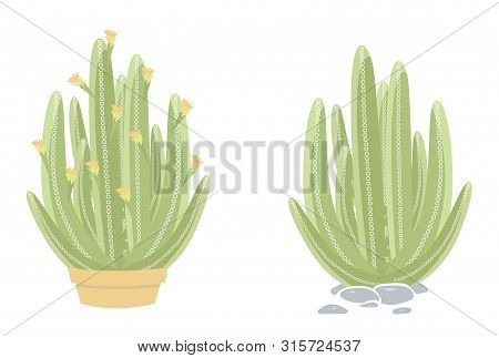 Two Isolated Cactus On White Background. Cute Succulent In A Pot And On Pebbles. Vector Illustration