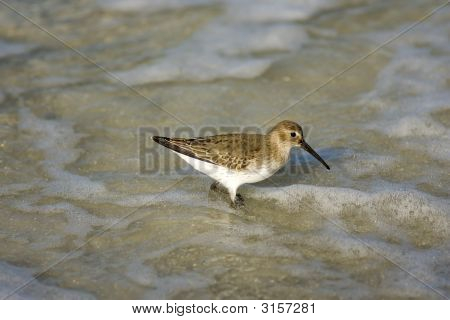 Dunlin ของขวัญคลื่น